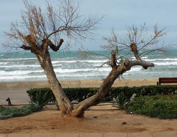 Buchtipp mallorca (9)