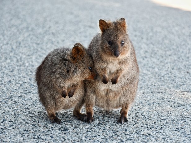 Quokka_Rottnest Island_Australien_julieta-julieta-1624308-unsplash