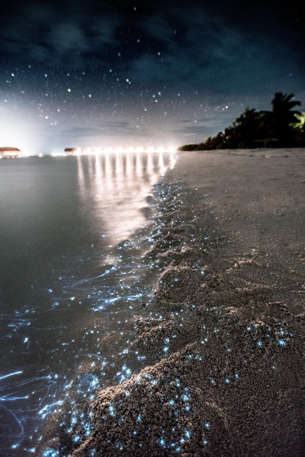 Sea of Stars_Malediven_kevin-wolf-1052672-unsplash