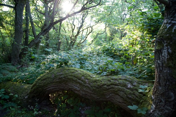 Copyright Sölring Fo~e 20090703- 149